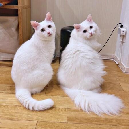 猫はこたつで丸く…ならずに伸びる！？天板の上で常識くつがえす姿に爆笑「冬限定の王様」「 癒やされる」