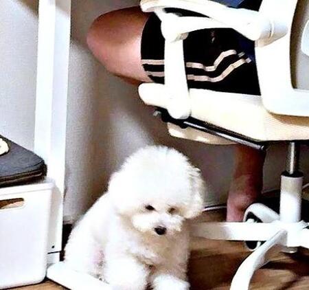 「遊んでほしいのに…」パパの足元に、犬が持ってきたのは？　“お供えスタイル”に27万いいね「哀愁が…」「今すぐ遊んであげたい」