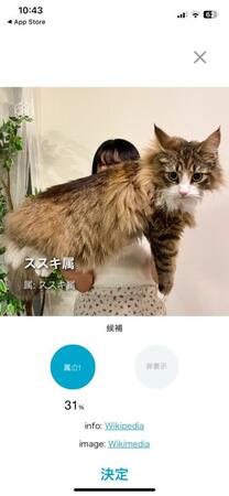 巨大猫ちゃん……AIに判定してもらったら、驚きの結果が！？　飼い主「確かに似てるかも」