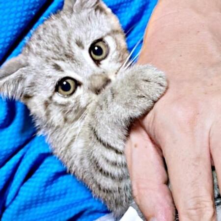 悲しみに沈む日々の中…出会った生後2カ月の子猫　保護した初めての猫で人生がガラリ「財布の紐がゆるくなった」