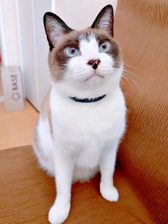 丸まって眠る猫の体にくっきり“極上ハート”　完璧な形に10万いいね「幸せ運んでくれそう」「本当にきれいなハート」「お見事」