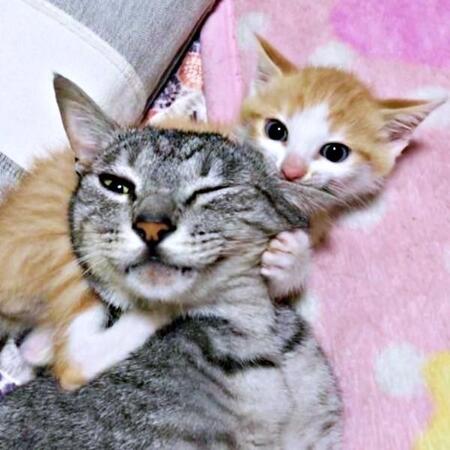 庭にぽつんといた子猫…もう1匹は排泄物まみれ　放っておけなかった2度の保護　甘えん坊の兄と天真爛漫な弟がくれた温かな日々