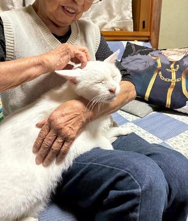 譲渡対象外の高齢者と、譲渡先が見つからないシニア猫をマッチング　人も猫も幸せになれる仕組み「終生預かり制度」とは