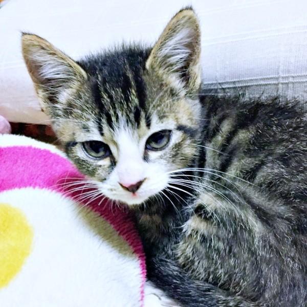 保護時、生後推定3カ月、助けを求め駆け寄ってきたひゅうちゃん（画像提供：ふみさん）