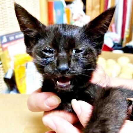 道端でふらついていた小さな子猫　臆病な心を変えたのは妹猫だった　家族の愛に寄り添われ迎えた5歳の今