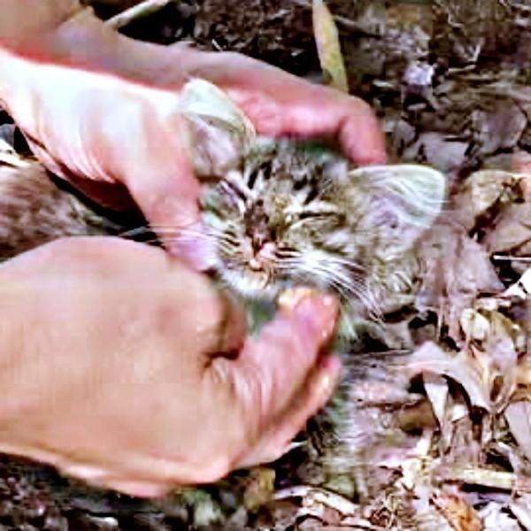 山道で発見された当時、ひどく衰弱していたルナちゃん（画像提供：なちゅふぉとさん）