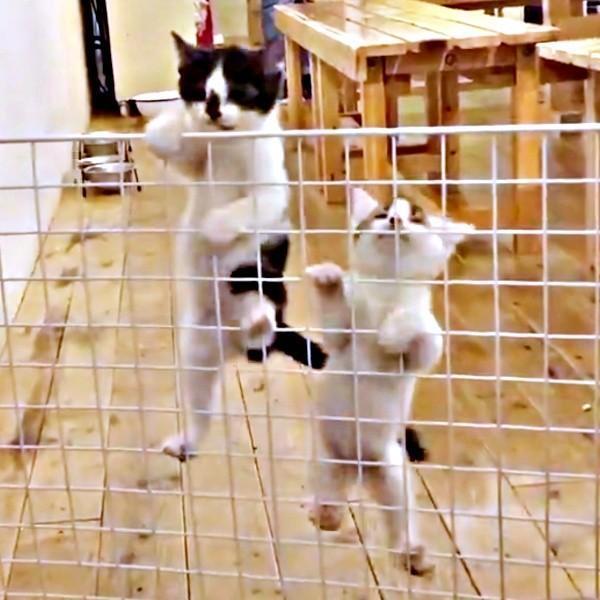 ママ猫たちを真似て登り始めた（左から）獅子丸くん、リンちゃん（画像提供：奥多摩ラフティング・カヌー・カヤック・SUP／コンセプトさん）