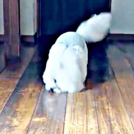 犬さんの動きが「モップ機能つきルンバ」みたい　床をスリスリ→ブルブルッ「本家よりすごいな！」「高性能」