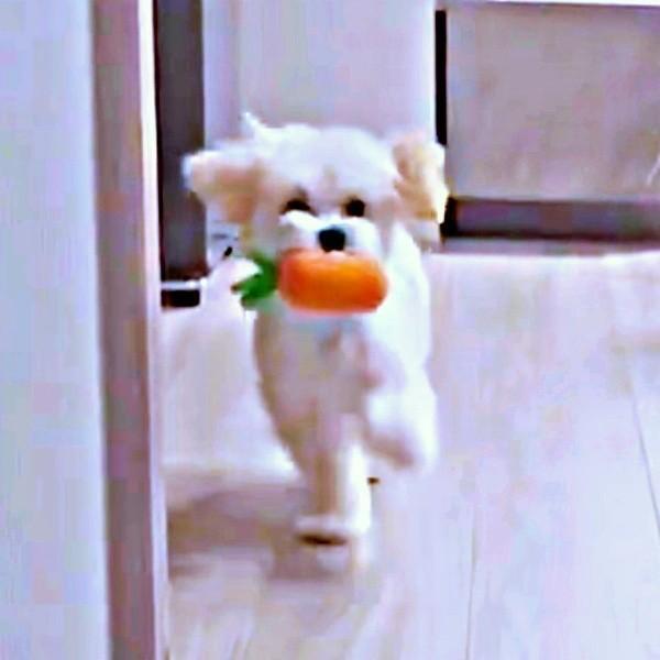 まるで赤ちゃんのよちよち歩き！？ 人気を集めた「走る、ぽてとくん」（画像提供：マルプーのぽてとさん）