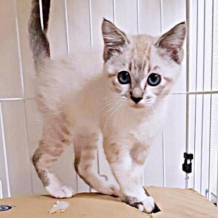 多頭飼育崩壊から唯一生き残ったちくわくん（画像提供：やくまろさん）