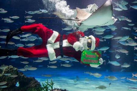 ヒゲが視界をふさぎ、裾に魚が群がる…水族館・サンタダイバーの舞台裏　衣装は“自作改造”、泳ぎ方にも工夫　過酷な屋外水槽は水温18℃