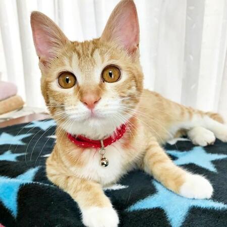 飼い主の死で取り残された子猫 ペットロスで8年悲しみに暮れた夫婦が受け取った命のバトン