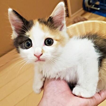 「子猫の声がする！」 車にできた人だかり…　猫バンバンで救われた小さな三毛猫　今はお店の“招き猫”に