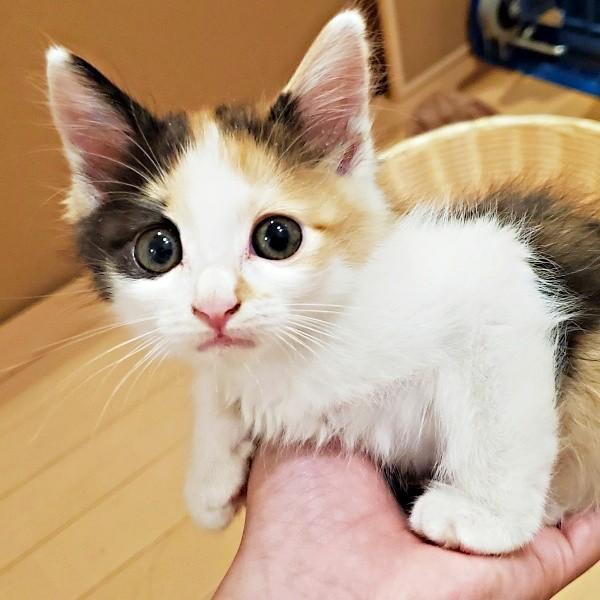 車のボンネットのなかで鳴いていたみこちゃん（画像提供：方原 刺繍屋かたはらさん）