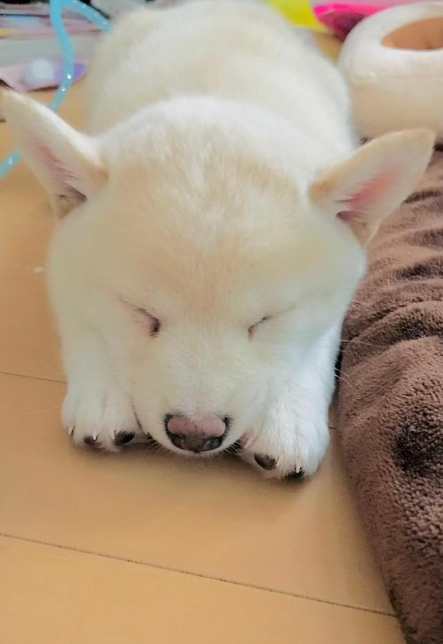 あどけない寝顔（画像提供：ふく あみ ニャーさん）