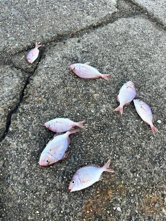 小魚やオキアミが港に散乱……魚を捨てていく釣り人へ SNSでの皮肉に賛同続出「食べないなら海に」「マナー悪すぎます」