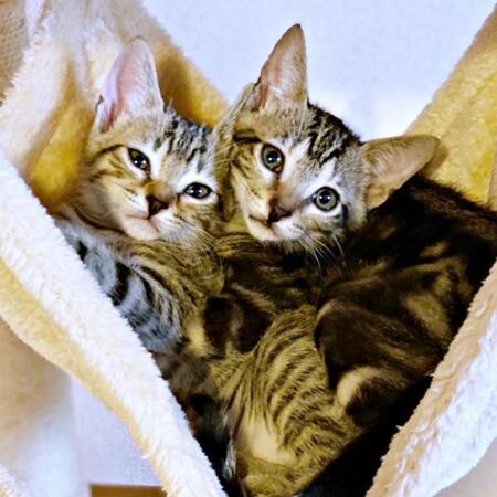 隠れて震える子猫2匹を保護→「猫は飼わない！」と、夫と息子が反対　強行したら180度激変「メロメロです」