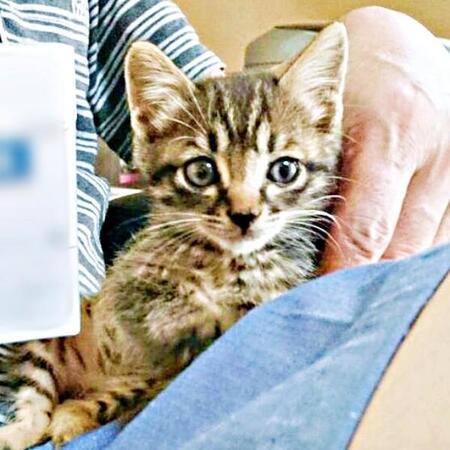 公園の段ボールに遺棄された子猫が…生死の境にいた小さな命　「助けたい！」と手を差し伸べて11年、今は穏やかなシニア猫に