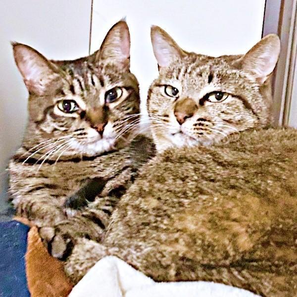 本当の姉妹のように仲良くなった（左から）椿ちゃん、楓ちゃん（画像提供：ねここさん）