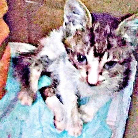 亡き愛猫と同じ日、同じ場所で出会った小さな命　花壇をのぞく少年の目線の先にいた瀕死の子猫　5年後…神対応で来客を驚かせる美ニャンに