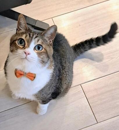 玄関前から離れなかった猫 保護してみたら、脱水症状と原因不明の血尿が 命を紡がれ8年…いまや“人間好きな猫王子”に