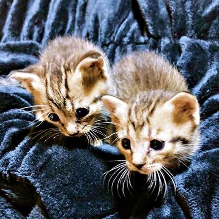 愛犬との死別…ペットロスを救ったのは生後3週間の兄弟猫 「お迎えしたい」思いが募り2度見た夢が現実に!? 胸を打つ再出発の物語