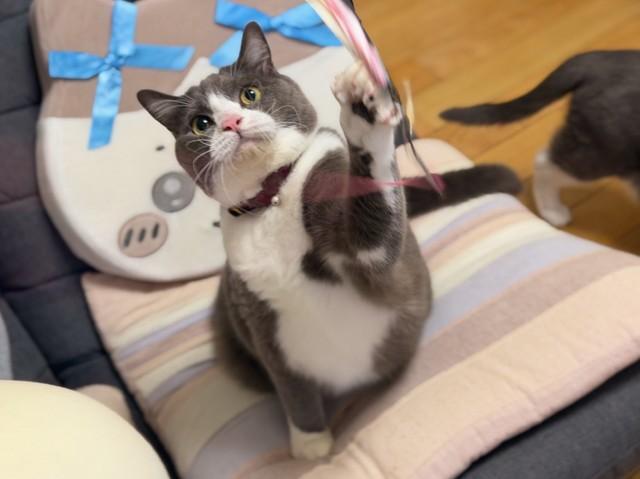 真剣な目つき（画像提供：わがやのねこさん）