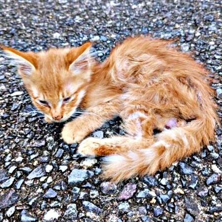 路上でガリガリにやせ細った子猫、ノミのフンで真っ黒→緊急保護、きゅるん瞳のふわもふ猫に