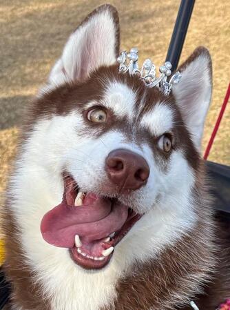 渋いシベリアンハスキーがくわえるのは…?ギャップ萌えに「葉巻に変えてくれ!」リプライ欄はAI活用した大喜利大会に