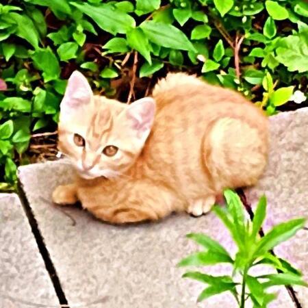 庭にひょっこり現れた茶トラの子猫と心が通じた瞬間… 3カ月かけて保護した子が「奇跡を運んでくれる存在」になるまで