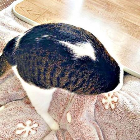 猫がこたつの入り方を盛大に勘違い(笑) 頭から突撃!? 必死すぎる全力チャレンジが大反響 「行けるはずだ!」4.5万いいね