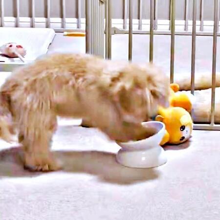 「ご飯、どこ！？」  高速ホリホリするからあげちゃん（画像提供：からあげという犬さん）