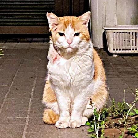保護できなかった猫と、先に救われた子猫… 窓越しに始まった友情が“奇跡”を起こした