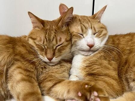 仲良し兄弟猫の「クルクル」に癒やされる人が続出…「尊い尻尾」「リアルなしっぽハグ」