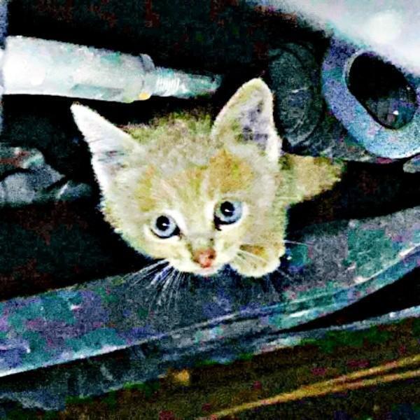 エンジンルームに逃げ込んでいたきなこくん（画像提供：まっちゃさん）