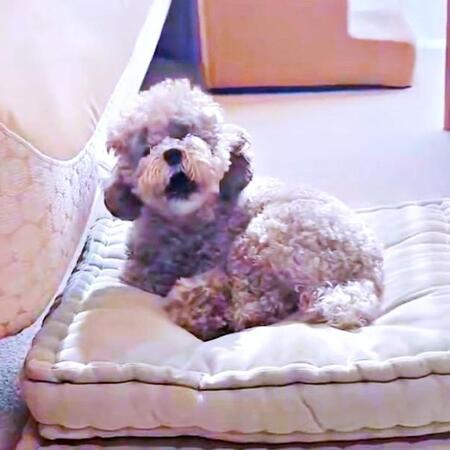 飼い主のヴァイオリンに合わせて全力でハモる「オペラ犬」が話題　クライマックスで「わんわんお」→「すごい」「絶対一緒に歌ってる」