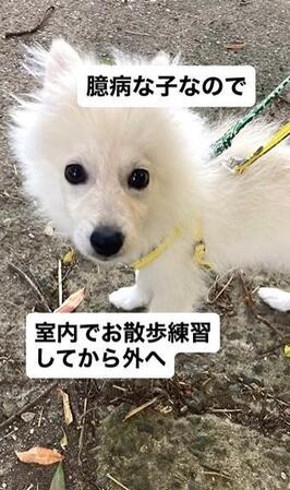 3万円で売れ残っていた犬、じっと見つめてくる瞳にキュン→家族に迎えたら、1年で“9キロのデカポメ”に