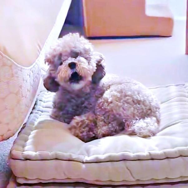 「わおん！」 ヴァイオリンの音にあわせて声を上げるエマちゃん（画像提供：エマです！さん）