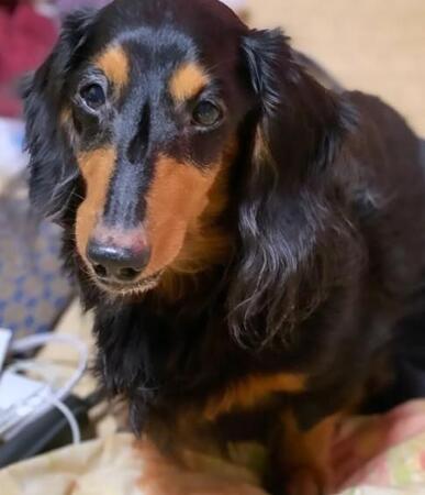 高齢の飼い主が施設に→残された老犬の行き場がない!「同じような子がいたら連絡して」命がつながったご縁