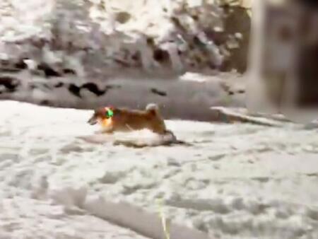 雪に大興奮した柴犬→散々遊び回った後に“電池切れ” 驚愕ポーズで、動かなくなる姿に3.4万いいね「気絶した?」笑
