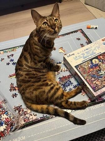 急に足を引きずり始めた愛猫「少し運動神経が悪いだけと思っていたのに」 手術か、様子見か……飼い主の決断は