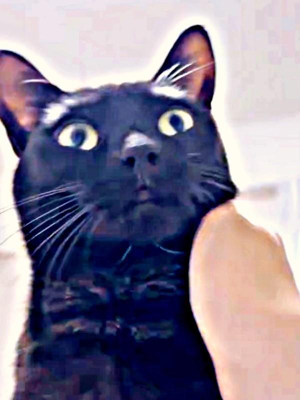 うにちゃんを撫でる手が首元まで来るとーー（画像提供：うおおおさん）