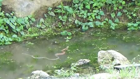 庭で目撃！ヘビとカエルの緊迫した攻防を記録した動画が話題　カマキリもトンボも完全スルーでカエル一択…自然の厳しさありありと