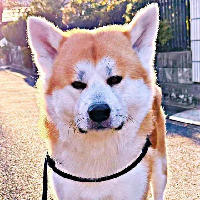 秋田犬「おまえ困ってるのか？」真っ暗な夜道で飼い主の異変を察知