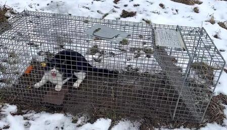 牧場住まいの猫さん、アライグマの罠にかかり「ここから出せ～！」とご立腹「キレててかわいい」