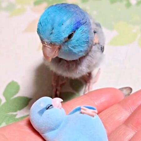 インコに自分そっくりのフィギュアを見せたら…思いがけない行動に「かわいすぎ」「子育て熱心」「愛が深い」と感動の声