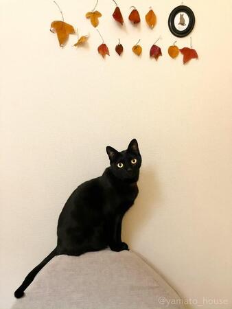 「今年もやってます」壁に貼った「落ち葉」を狩る猫さん「雰囲気の調和がすばらしい」「これで仕上がりの絵でしょうか」