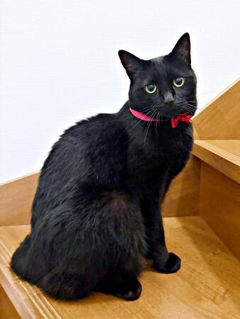 黒猫さん、真っ黒な椅子に驚きの同化　うっかり座りそうな見えにくさにヒヤリ…「これは危険だ」「心臓が止まりそう」