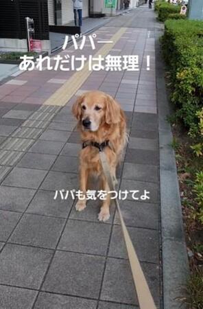 ローソン前でビビって後ずさりする犬さん……そこにいたのは？「へっぴり腰が可愛すぎる」「うちの犬も同じ」