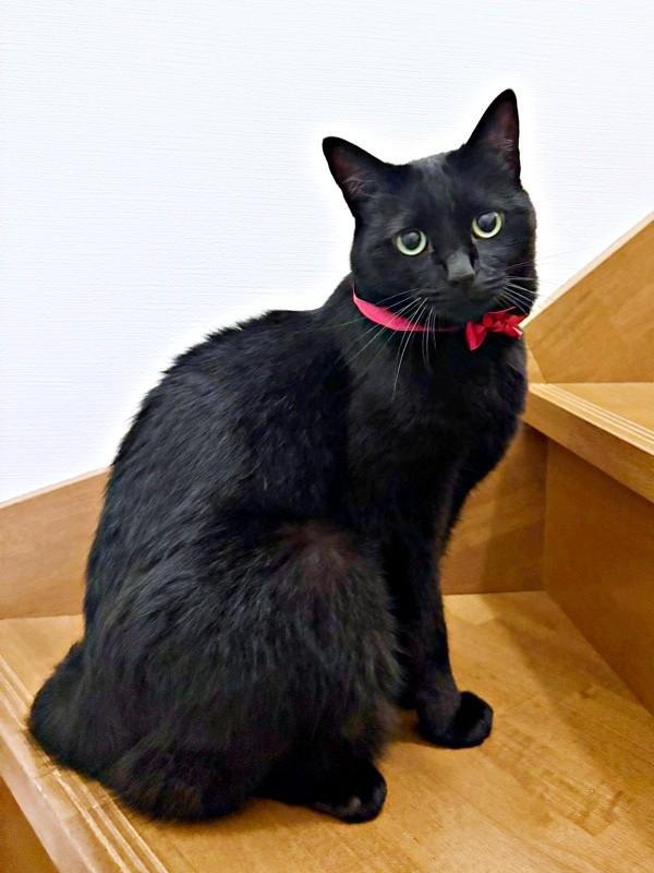 赤いリボンがよく似合うあずきちゃん（画像提供：あずきさん）